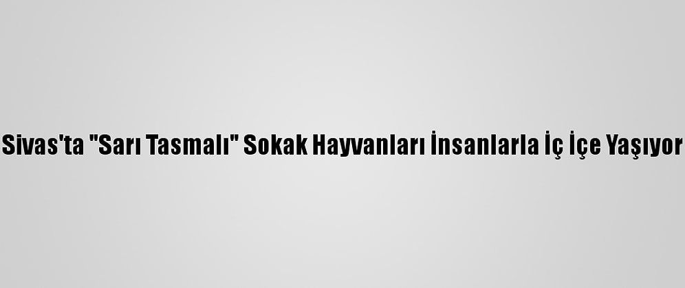 Sivas'ta "Sarı Tasmalı" Sokak Hayvanları İnsanlarla İç İçe Yaşıyor