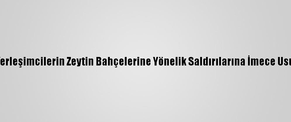 Filistinliler, Yahudi Yerleşimcilerin Zeytin Bahçelerine Yönelik Saldırılarına İmece Usulüyle Karşı Koyuyor