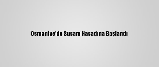 Osmaniye'de Susam Hasadına Başlandı