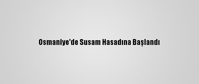 Osmaniye'de Susam Hasadına Başlandı