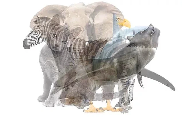 Bu görselde dikkatini çeken ilk hayvan aşağıdakilerden hangisi?
