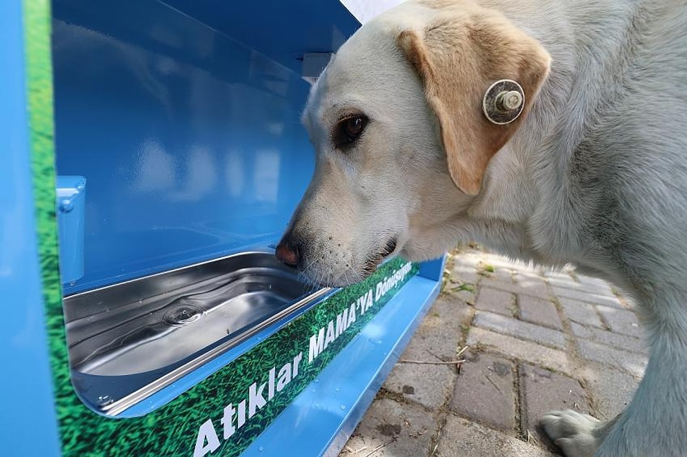 Bergama Belediyesi'nden Pet Şişe Attığınızda Sokak Hayvanları İçin Temiz Su ve Mama Veren Otomat