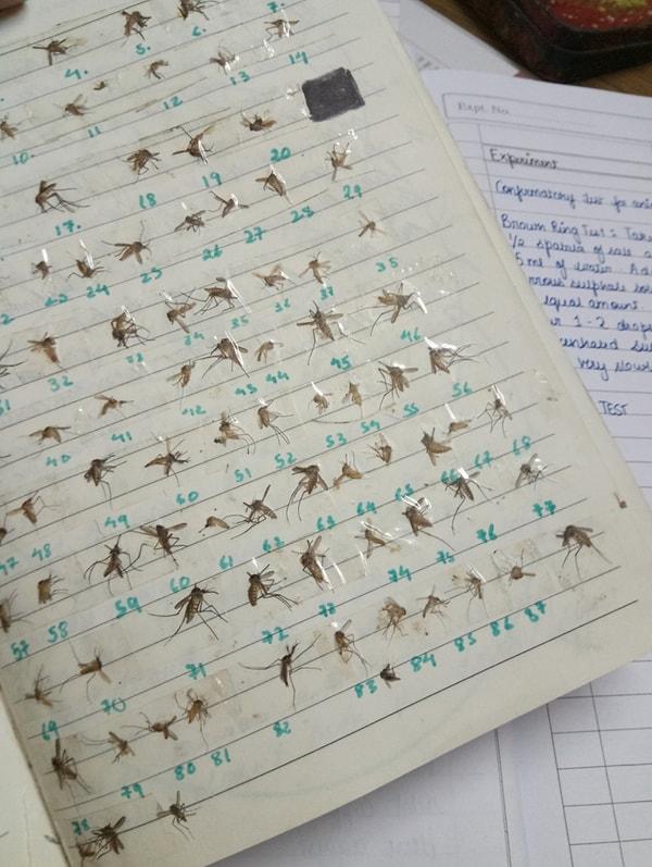 İkinci fotoğrafta Delisha’nın 80 tane sivrisinek öldürdüğünü ve her birini yan yana bantladığını görüyoruz.
