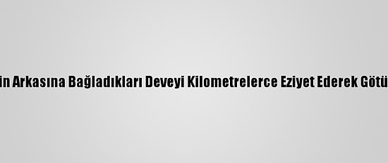 Bursa'da Kamyonetin Arkasına Bağladıkları Deveyi Kilometrelerce Eziyet Ederek Götüren 2 Kişi Yakalandı