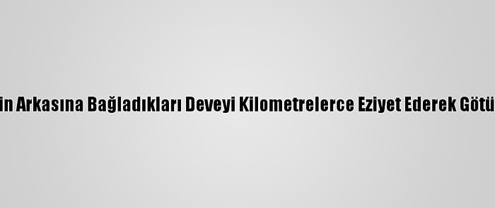 Bursa'da Kamyonetin Arkasına Bağladıkları Deveyi Kilometrelerce Eziyet Ederek Götüren 2 Kişi Yakalandı