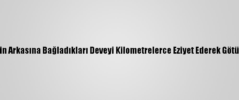 Bursa'da Kamyonetin Arkasına Bağladıkları Deveyi Kilometrelerce Eziyet Ederek Götüren 2 Kişi Yakalandı