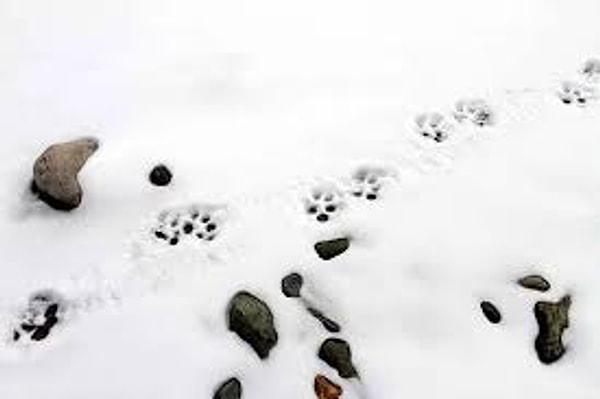6. Yeni yağmış kar üzerinde yürürken ayak izi çıkartmak ve ayaklarınızın altında çıkan çıtırtıyı dinlemek.
