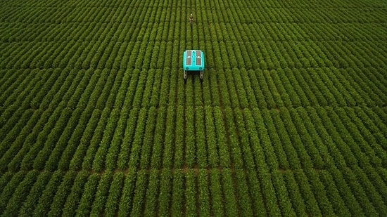 Google'ın Robotları, Tarlada Ürünleri İnceleyip Çiftçilere Bilgi Verecek