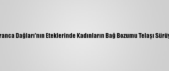 Istranca Dağları'nın Eteklerinde Kadınların Bağ Bozumu Telaşı Sürüyor