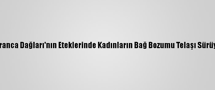 Istranca Dağları'nın Eteklerinde Kadınların Bağ Bozumu Telaşı Sürüyor