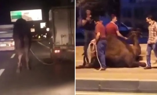 Kamyonetin Arkasına Bağladığı Deveyi Trafikte Koşturarak İşkence Eden Vicdansız İnsan