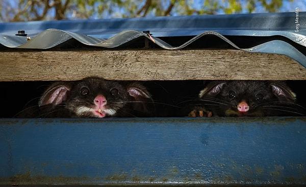 2. Kentteki Vahşi Yaşam kategorisi en çok önerilen /  "Gizlice Bakan Keseli Sıçanlar" - Gary Meredith