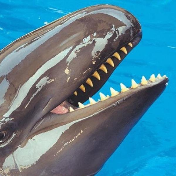 Ama İspermeçet balinalarının dişleri bir bıçak kadar keskin olduğu için balinayı gördüğünüz anda gözünüzü öbür tarafta açma ihtimaliniz çok yüksek.