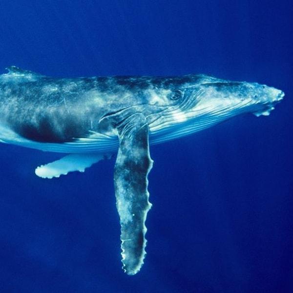 Mavi balinalar hayvan aleminin en büyük hayvanı olsa da o kadar tehlikeli değilmiş...