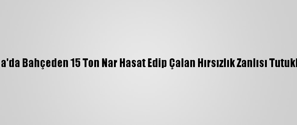 Adana'da Bahçeden 15 Ton Nar Hasat Edip Çalan Hırsızlık Zanlısı Tutuklandı