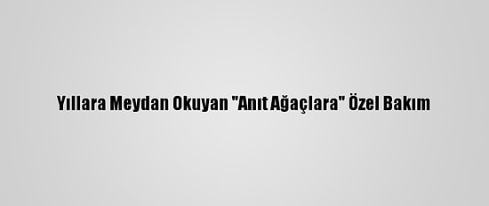 Yıllara Meydan Okuyan "Anıt Ağaçlara" Özel Bakım