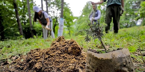 Milli Ağaçlandırma Günü Kapsamında Herkese Ücretsiz Fidan Verilecek