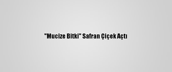 "Mucize Bitki" Safran Çiçek Açtı