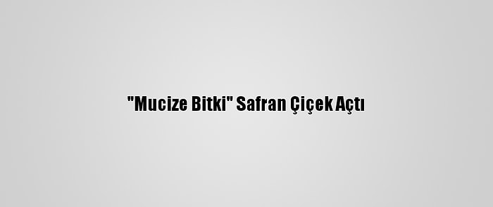 "Mucize Bitki" Safran Çiçek Açtı