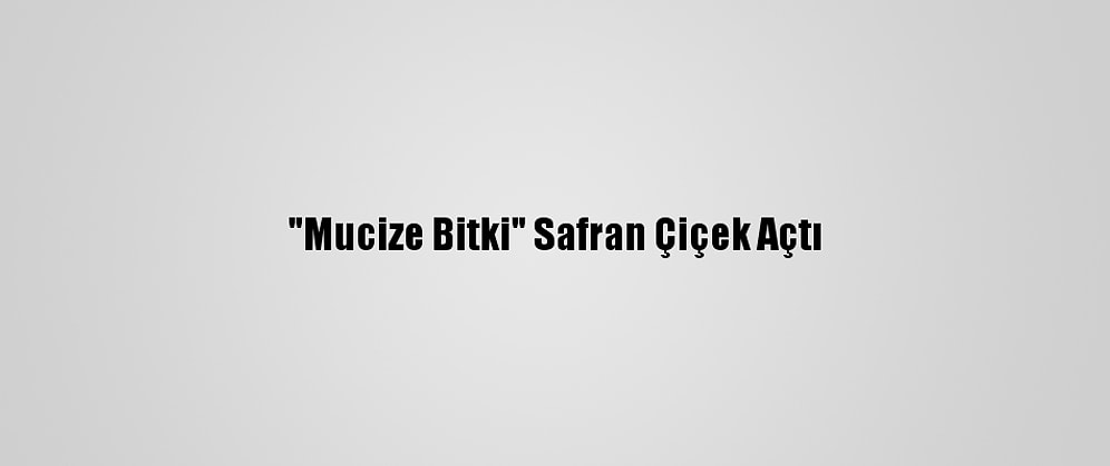 "Mucize Bitki" Safran Çiçek Açtı