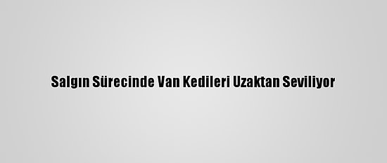 Salgın Sürecinde Van Kedileri Uzaktan Seviliyor