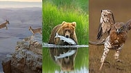 2020 Yılında Çekilen Birbirinden Etkileyici 20 Vahşi Yaşam Fotoğrafı