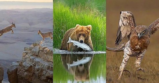 2020 Yılında Çekilen Birbirinden Etkileyici 20 Vahşi Yaşam Fotoğrafı