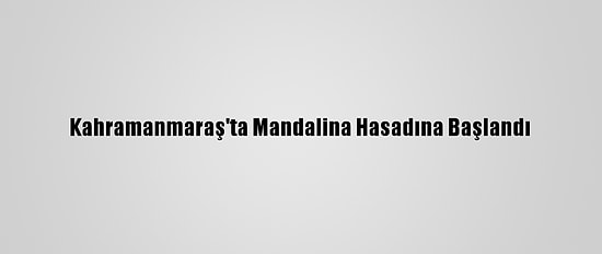 Kahramanmaraş'ta Mandalina Hasadına Başlandı