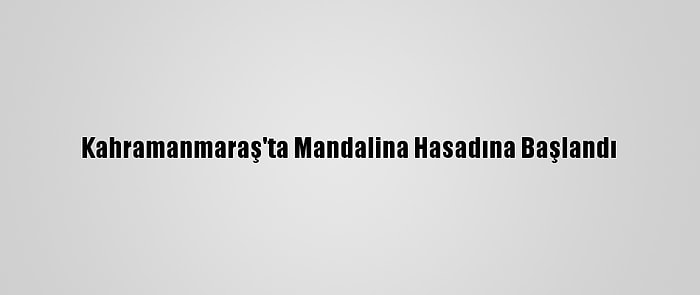 Kahramanmaraş'ta Mandalina Hasadına Başlandı