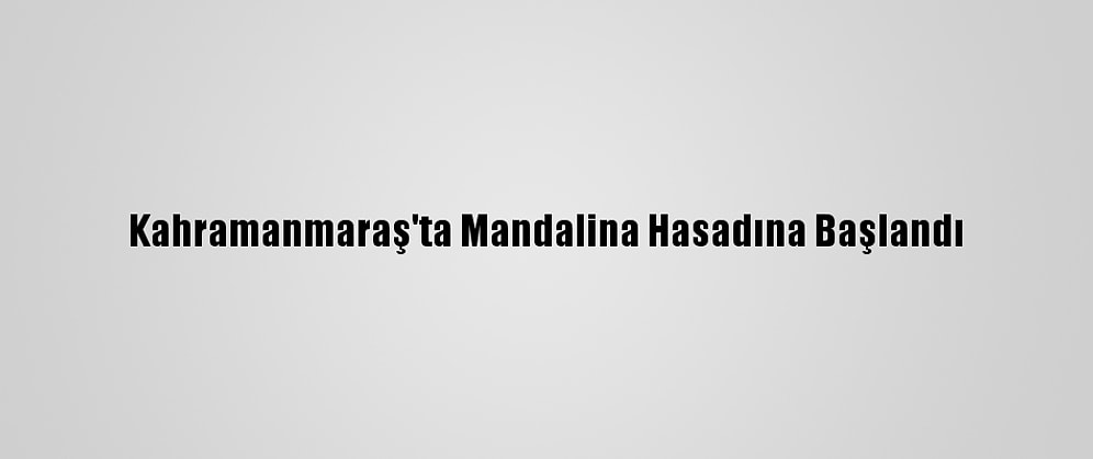 Kahramanmaraş'ta Mandalina Hasadına Başlandı