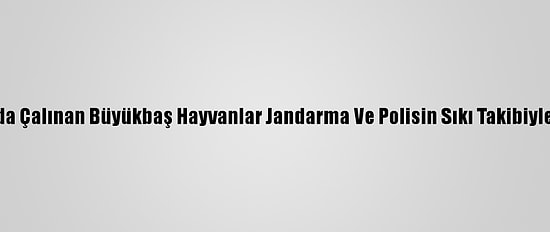 Ardahan'da Çalınan Büyükbaş Hayvanlar Jandarma Ve Polisin Sıkı Takibiyle Bulundu