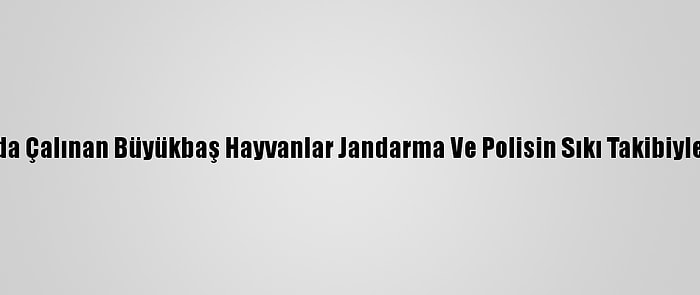 Ardahan'da Çalınan Büyükbaş Hayvanlar Jandarma Ve Polisin Sıkı Takibiyle Bulundu