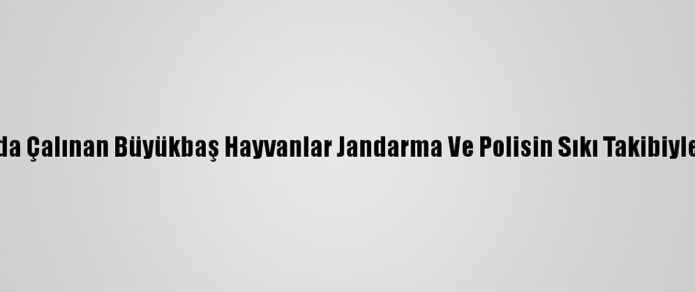 Ardahan'da Çalınan Büyükbaş Hayvanlar Jandarma Ve Polisin Sıkı Takibiyle Bulundu