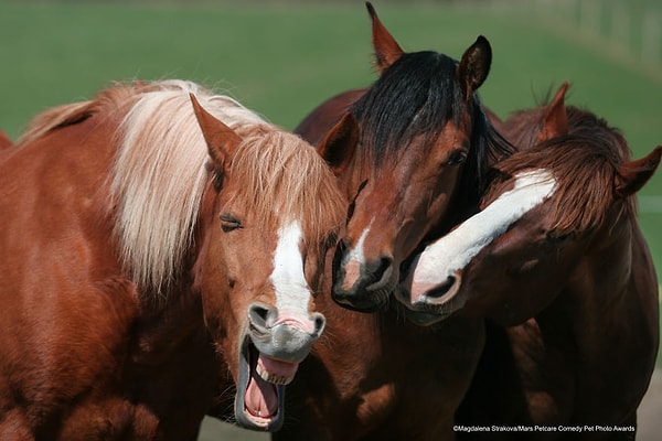 2. Сплетницы