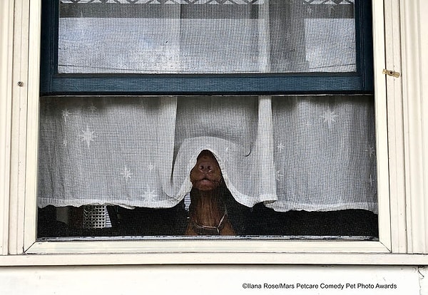 16. Собака на карантине