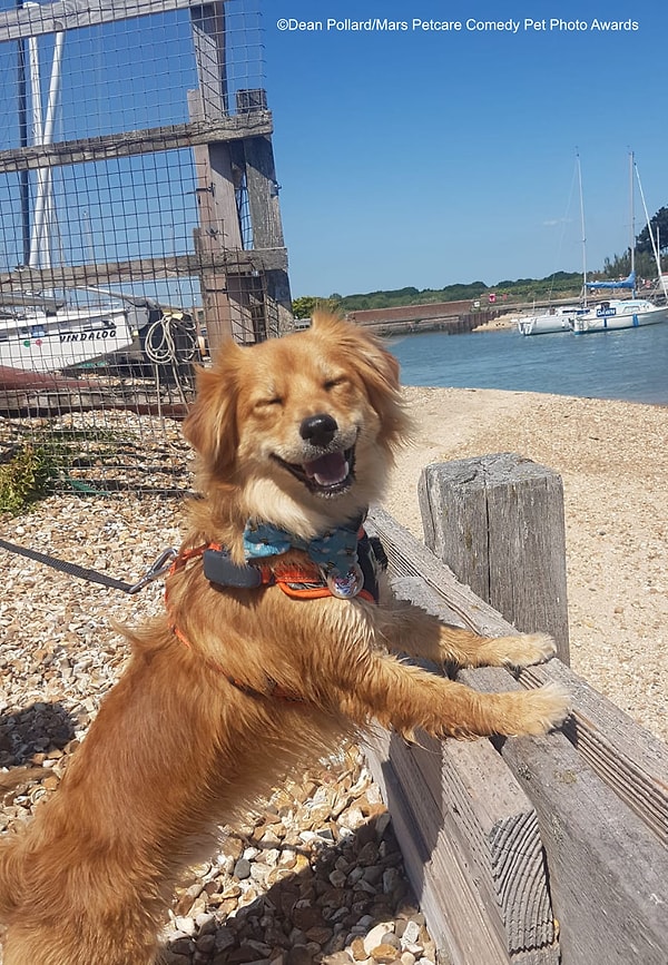 18. Супер счастливая собака