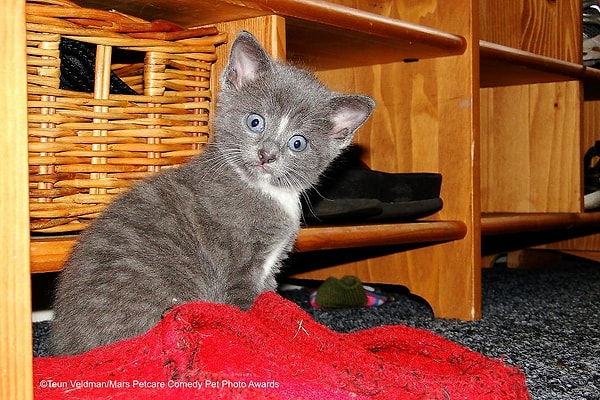 23. Красные тапочки? Я ничего о них не знаю