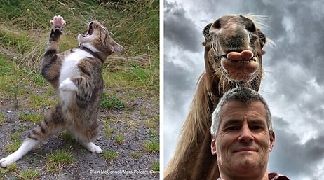 28 самых смешных фотографий домашних питомцев от финалистов конкурса Comedy Pet Photo Awards 2020