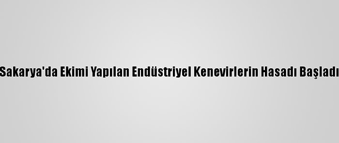 Sakarya'da Ekimi Yapılan Endüstriyel Kenevirlerin Hasadı Başladı