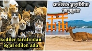 Kediler Tarafından İşgal Edileni Bile Var! Okurken Sizi Şaşkına Çevirecek Hayvanlarla Dolu Birbirinden İlginç Japon Adaları