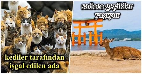 Kediler Tarafından İşgal Edileni Bile Var! Okurken Sizi Şaşkına Çevirecek Hayvanlarla Dolu Birbirinden İlginç Japon Adaları