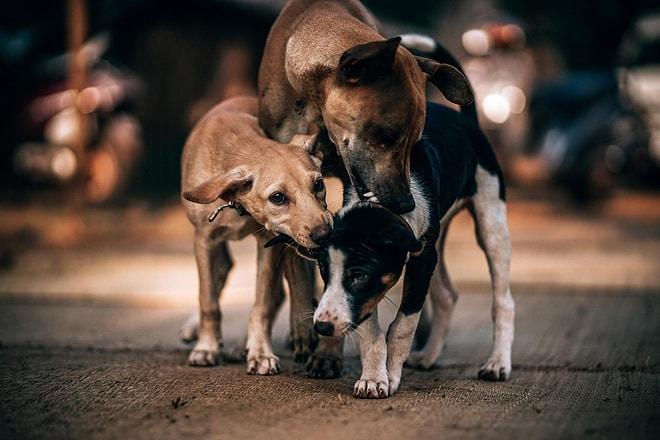 Belediye, Sokak Köpeklerinin Isırdığı Vatandaşa 3 Bin Lira Tazminat Ödeyecek