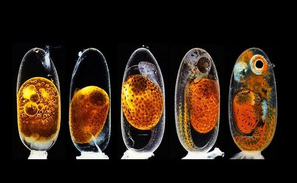 2. Palyaço balığının embriyo gelişimi / Yarışma 2.si - Daniel Knop