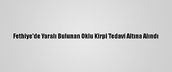 Fethiye'de Yaralı Bulunan Oklu Kirpi Tedavi Altına Alındı