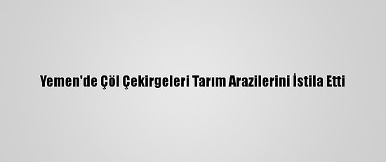 Yemen'de Çöl Çekirgeleri Tarım Arazilerini İstila Etti