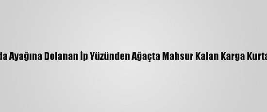 Van'da Ayağına Dolanan İp Yüzünden Ağaçta Mahsur Kalan Karga Kurtarıldı