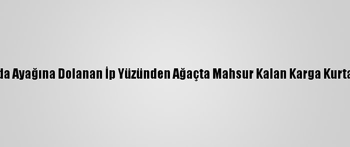 Van'da Ayağına Dolanan İp Yüzünden Ağaçta Mahsur Kalan Karga Kurtarıldı