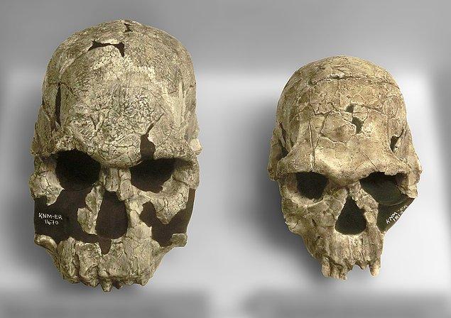 2. Homo Rudolfensis ( 1,9 Milyon yıl önce)