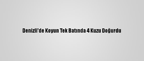 Denizli'de Koyun Tek Batında 4 Kuzu Doğurdu