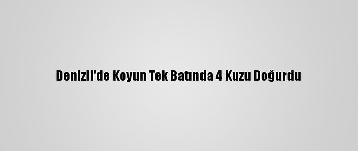 Denizli'de Koyun Tek Batında 4 Kuzu Doğurdu